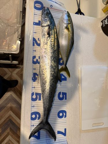 サワラの釣果
