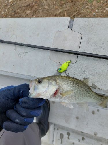 ブラックバスの釣果