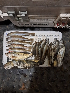 シロギスの釣果