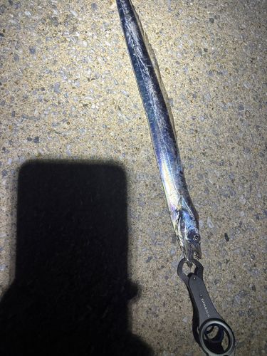 タチウオの釣果