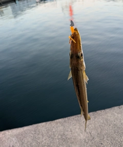 カマスの釣果