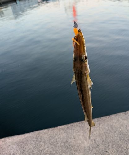 カマスの釣果