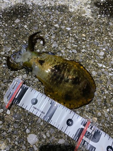 アオリイカの釣果