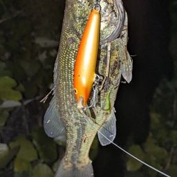 ブラックバス