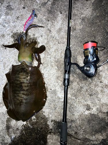 アオリイカの釣果