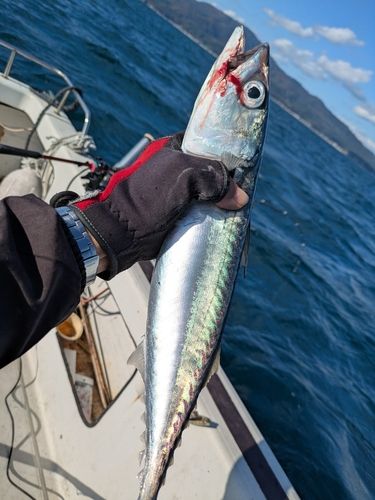 サバの釣果