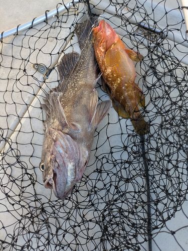 クロソイの釣果