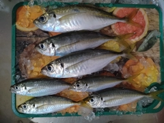 アジの釣果