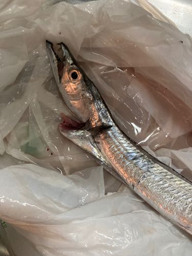 タチウオの釣果