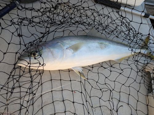 ワラサの釣果