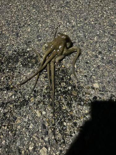 タコの釣果