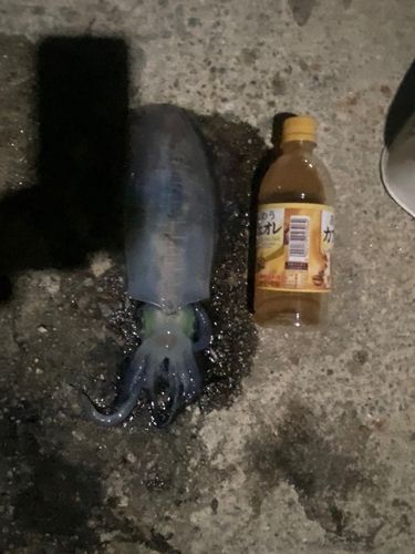 竹居漁港