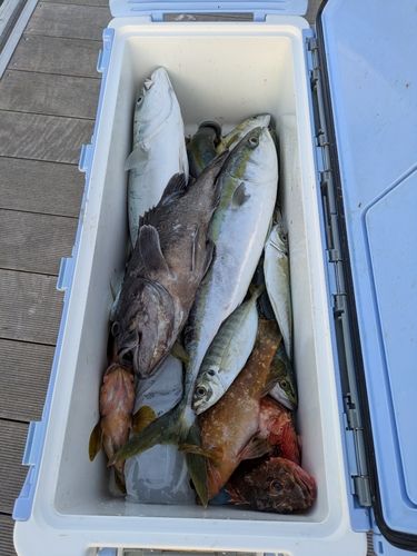 マアジの釣果