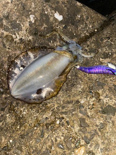 アオリイカの釣果