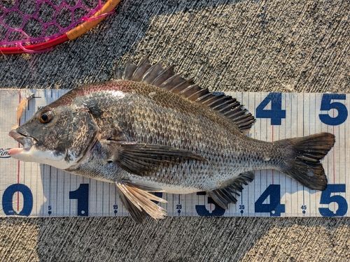チヌの釣果