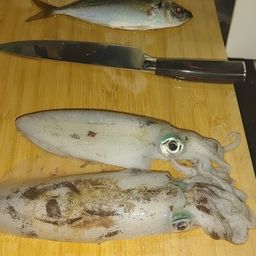 アオリイカ
