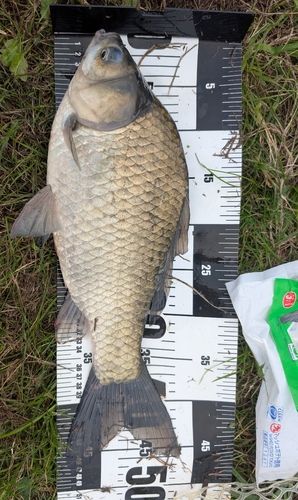 ヘラブナの釣果