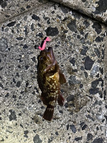 カサゴの釣果