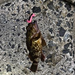 カサゴ