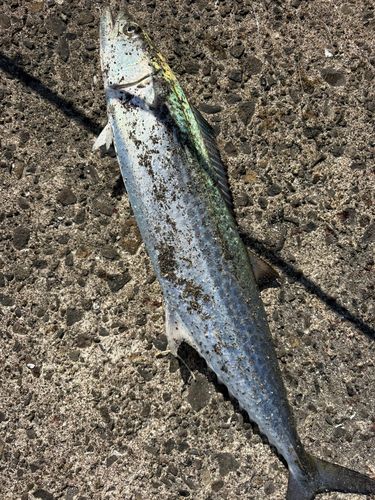 サゴシの釣果