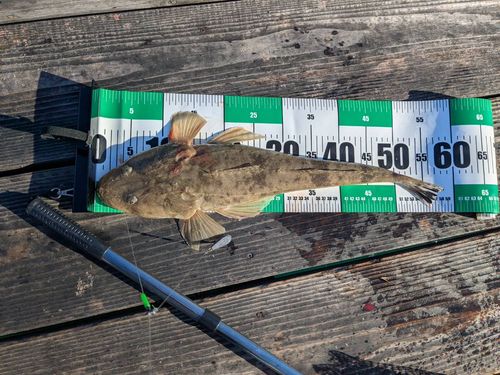 マゴチの釣果