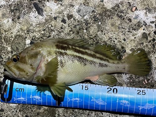 シマソイの釣果