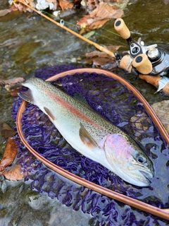 ニジマスの釣果