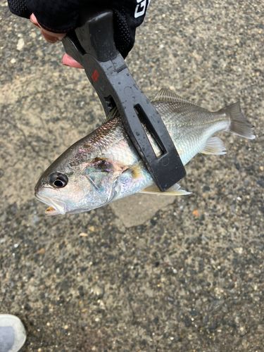 イシモチの釣果