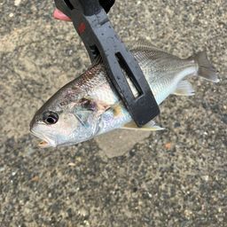 イシモチ