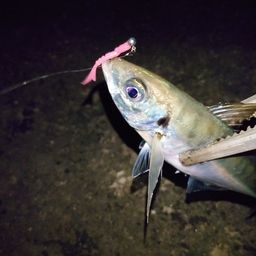 アジ