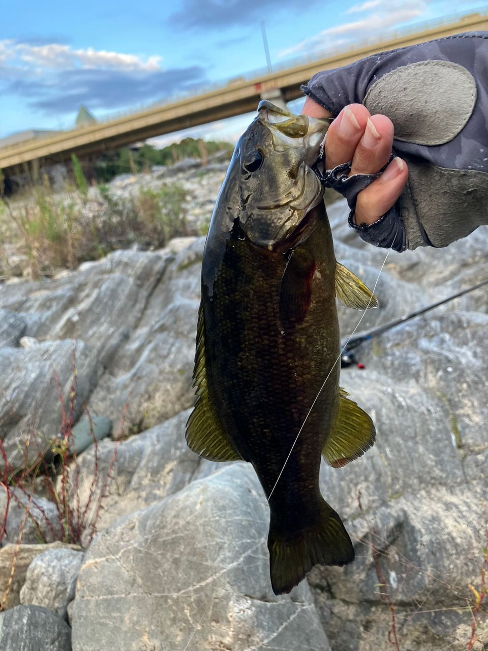 スモールマウスバス