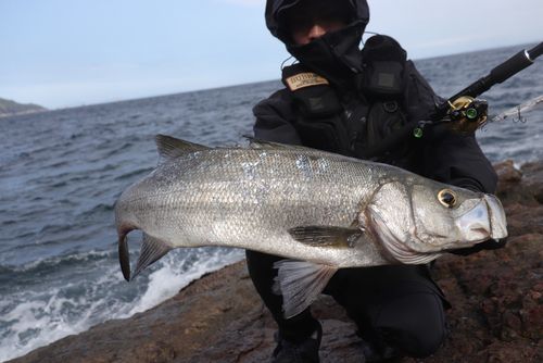 ヒラスズキの釣果