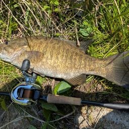 スモールマウスバス