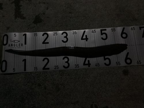 クロアナゴの釣果