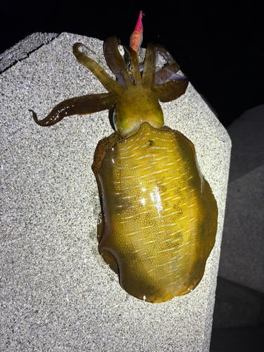 アオリイカの釣果