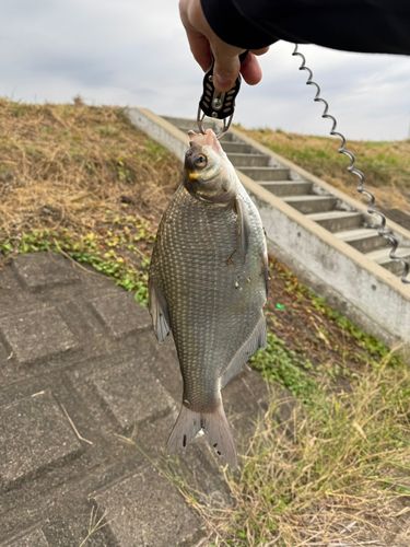 ダントウボウの釣果
