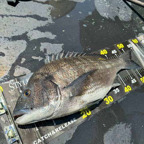 チヌの釣果