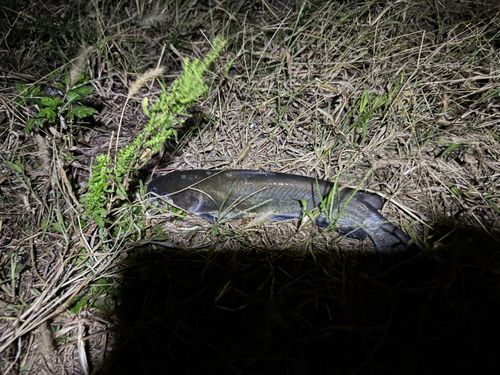 アメリカナマズの釣果
