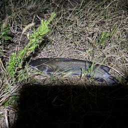 アメリカナマズ