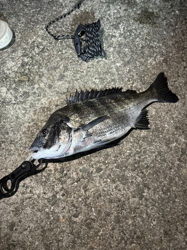 クロダイの釣果