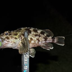 カサゴ
