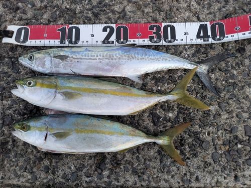 ヤズの釣果