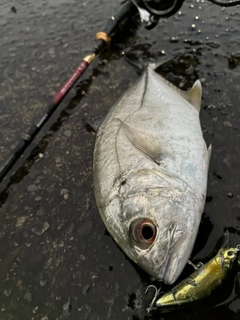 ギンガメアジの釣果