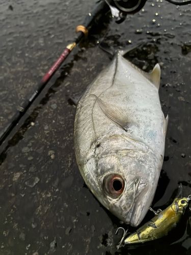 ギンガメアジの釣果