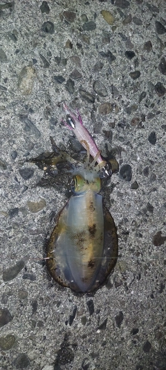 アオリイカの釣果