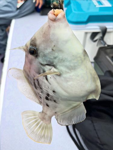 カワハギの釣果