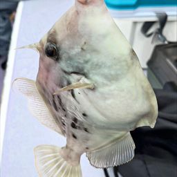 カワハギ
