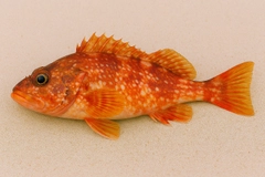 アヤメカサゴの釣果