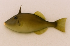 ウマヅラハギの釣果