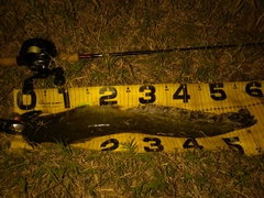 ニホンナマズの釣果